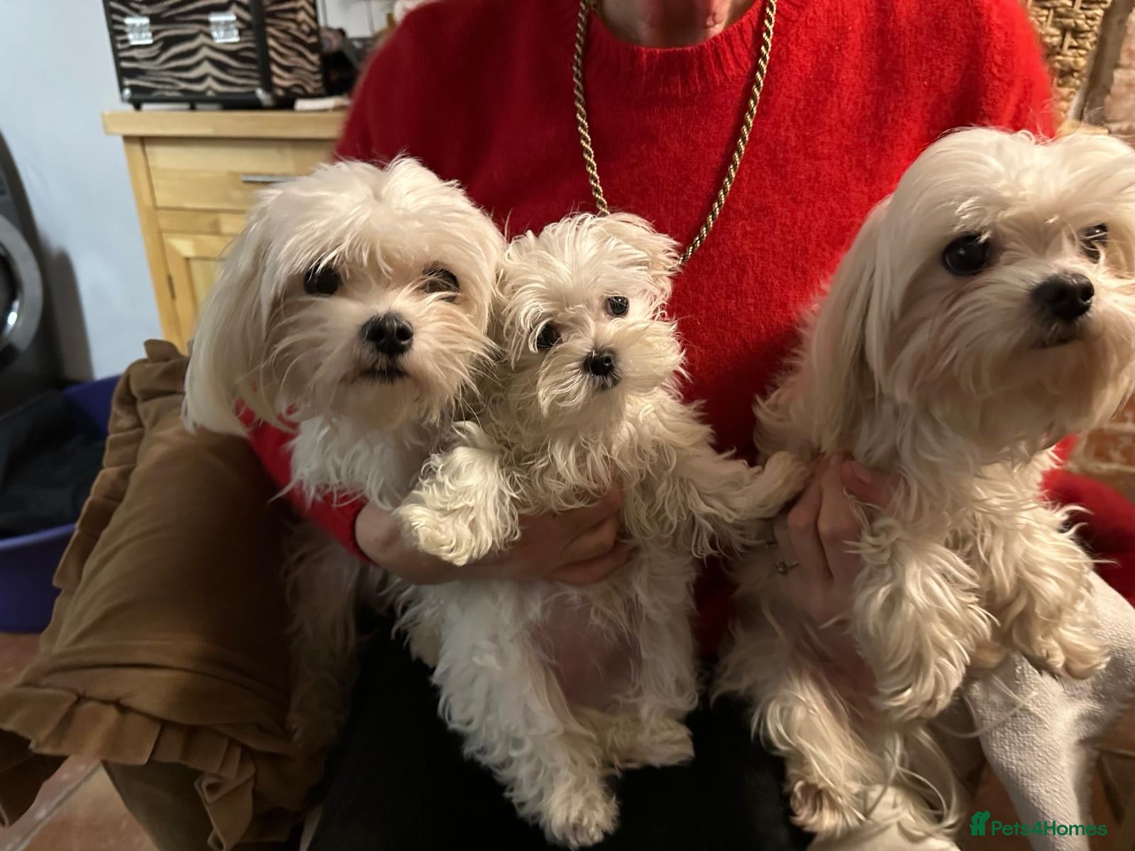 Maltese dogs Maltese puppy, pretty, friendly, kc reg.  - Advert 2
