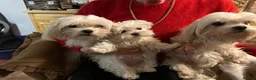 Maltese dogs for sale: Maltese puppy, pretty, friendly, kc reg.  - Advert 1