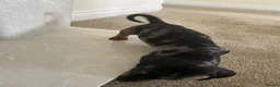 Dachshund dogs for sale: Miniature Dachshunds dapple Puppy’s  - Advert 6
