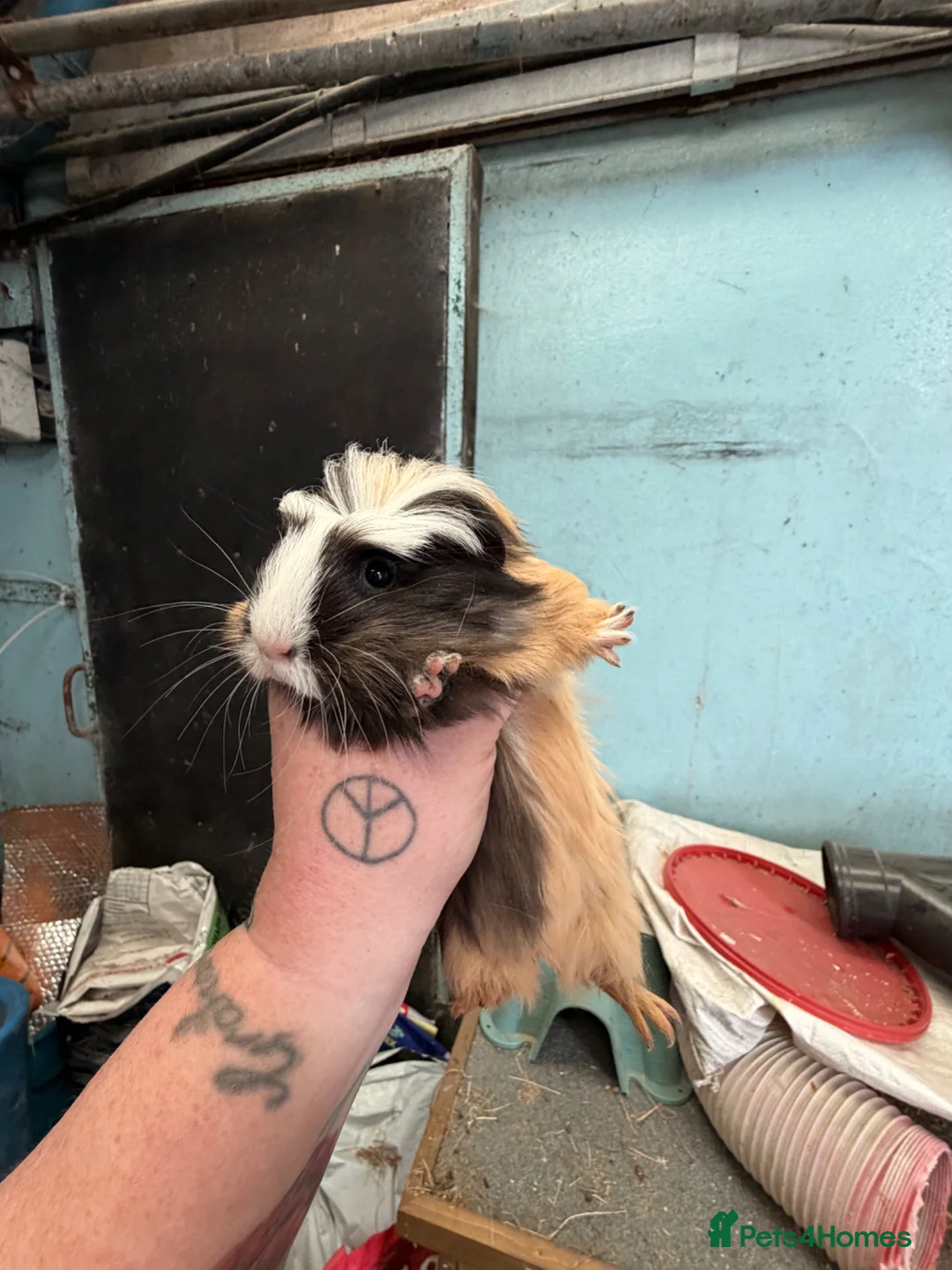 Guinea Pig rodents for sale: 5 female guinea pigs  - Advert 5