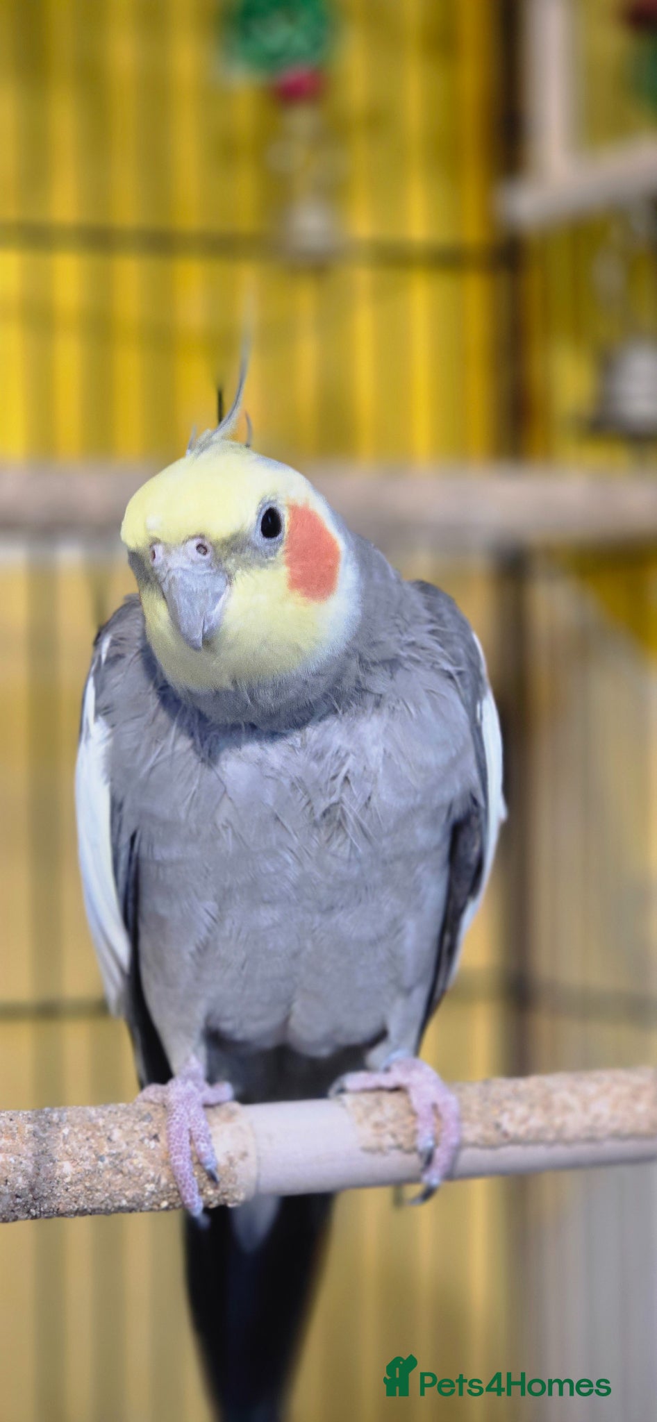 Cockatiels birds Cockatiel for sell - Advert 4