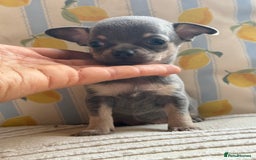 Chihuahua dogs for sale: Outstanding BLUE/TAN & LILAC/TAN puppies  - Image 8