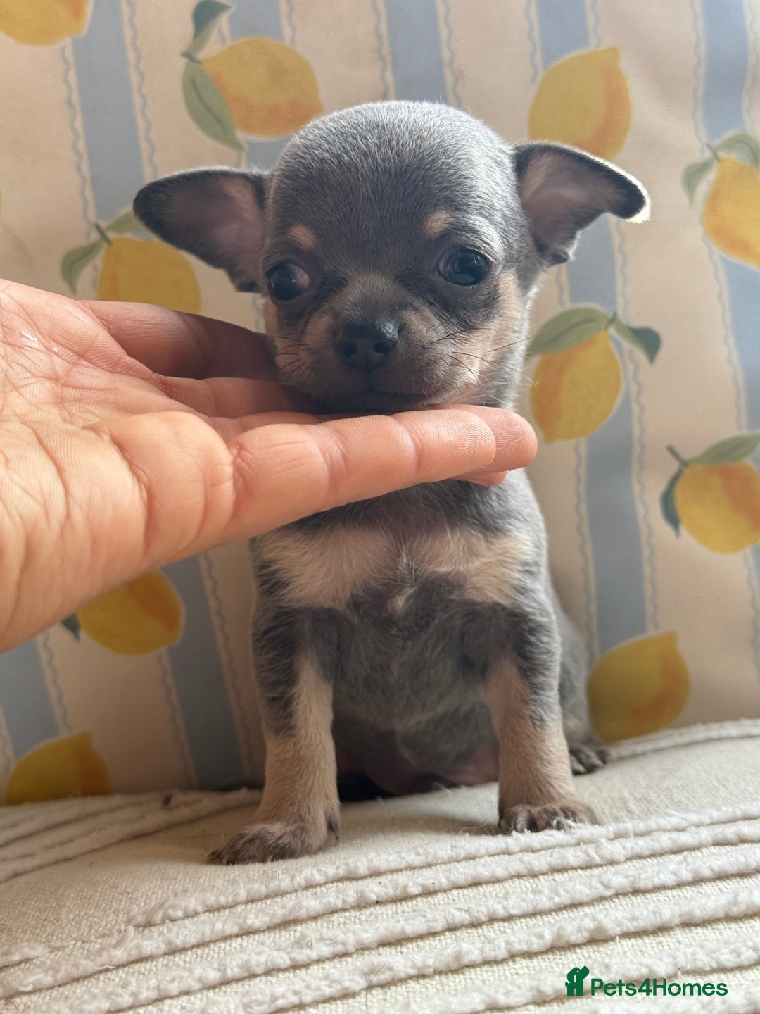 Chihuahua dogs for sale: Outstanding BLUE/TAN & LILAC/TAN puppies  - Image 8