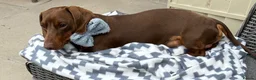 Dachshund dogs for sale: Reggie miniature dachshund  - Advert 4