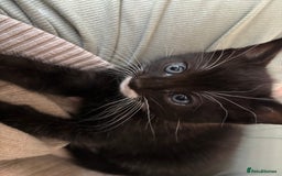 Mixed Breed cats for sale: Our baby is ready for a new home! - Image 1