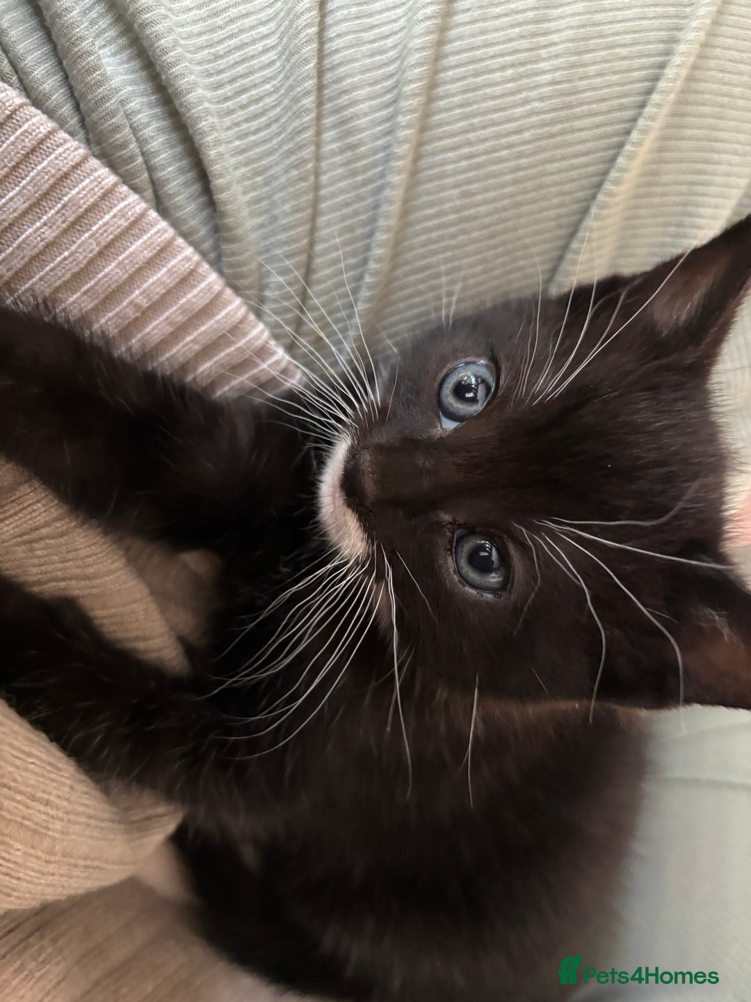Mixed Breed cats for sale: Our baby is ready for a new home! - Image 1