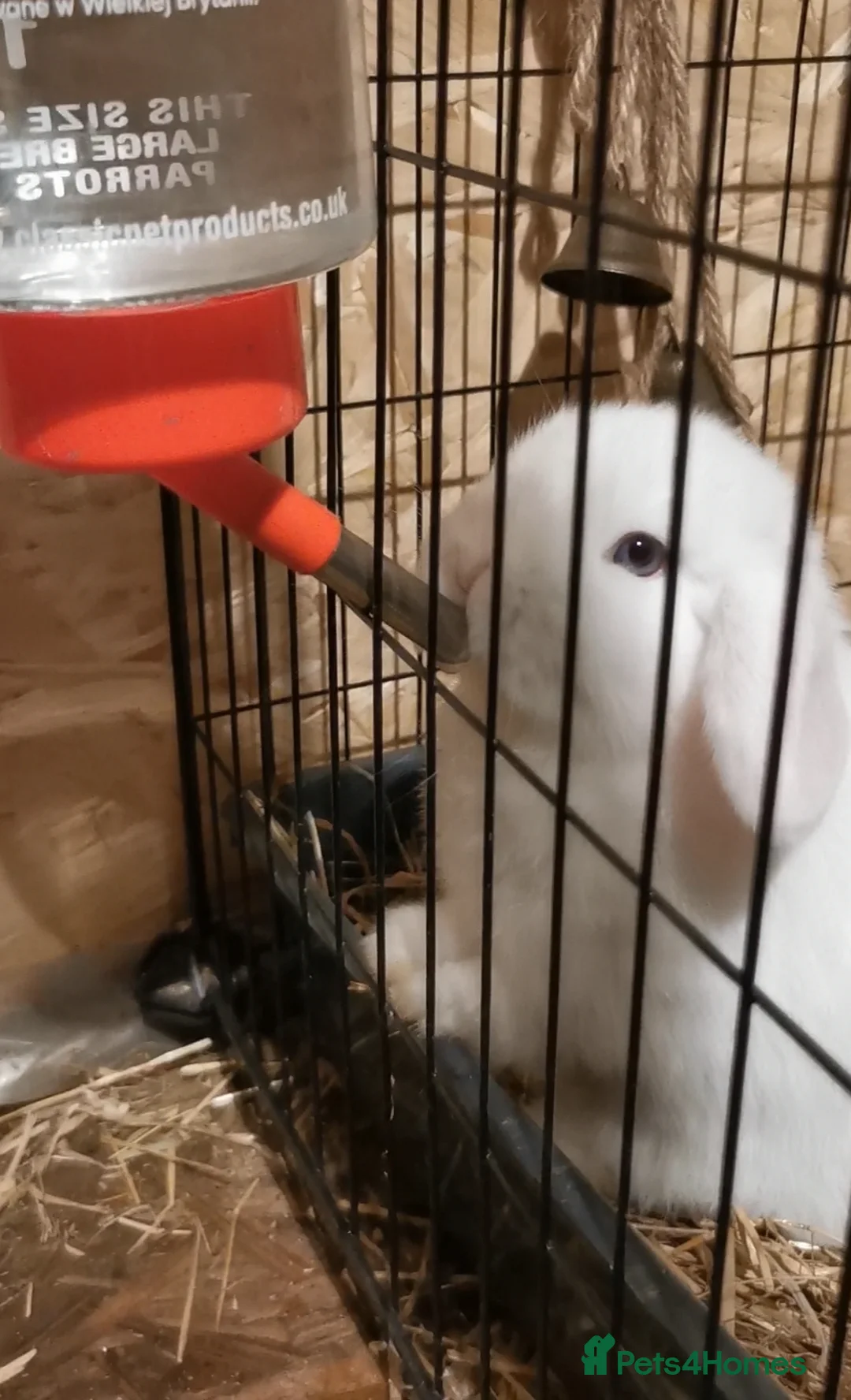 Mini Lop rabbits for sale: Pure breed Mini lop kits. Rabbits 1 male, 1 female - Advert 4