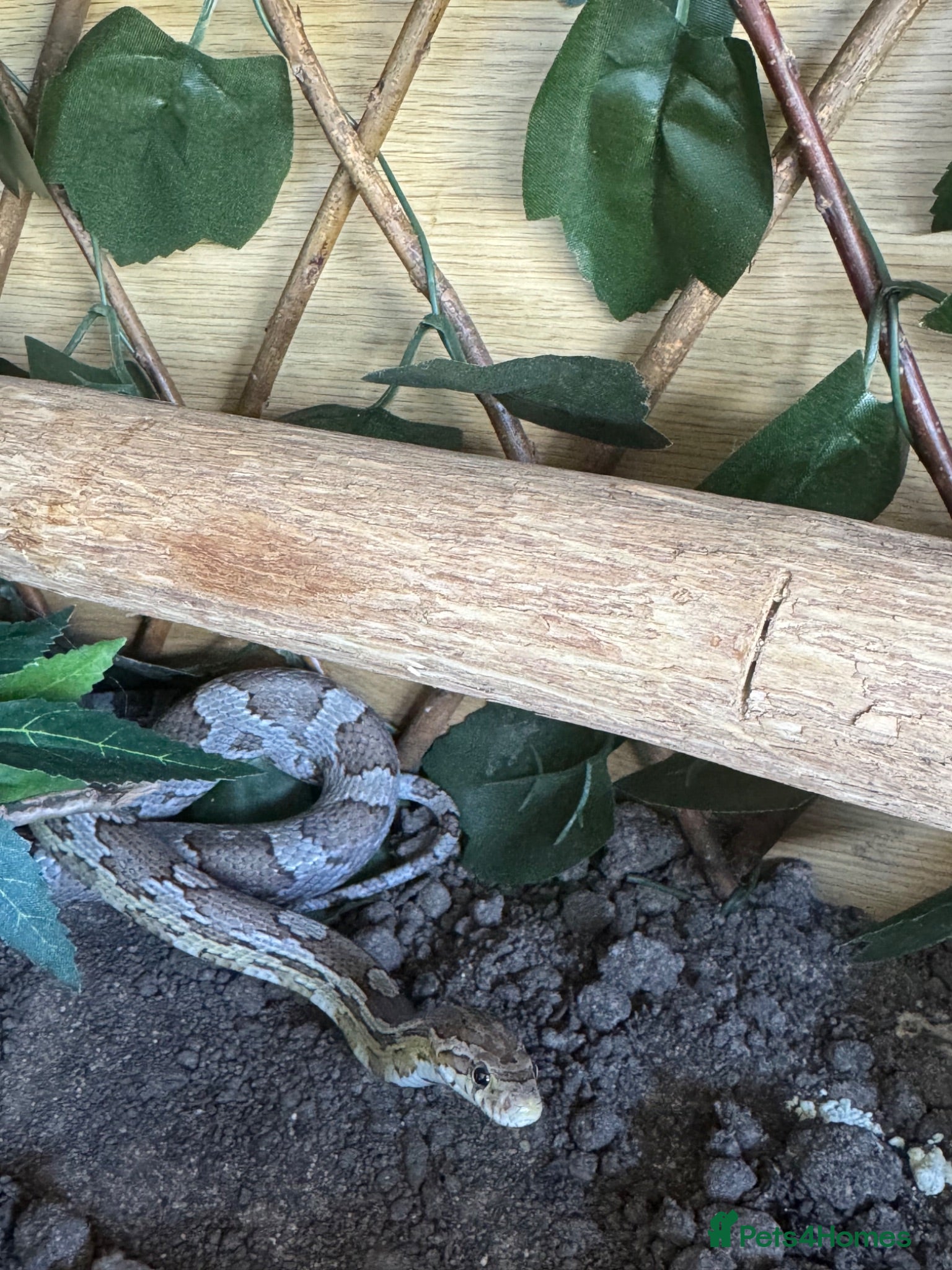 Corn Snake reptiles Friendly corn snake for sale  - Advert 6