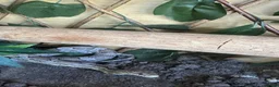 Corn Snake reptiles for sale: Friendly corn snake for sale  - Advert 1