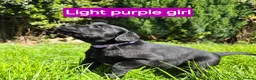 Labrador Retriever dogs for sale: Beautiful Black Labrador Puppies - Advert 1