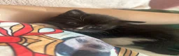 Mixed Breed cats for sale: 2 gorgeous kittens - Advert 5