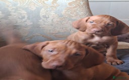 Hungarian Vizsla dogs for sale: Hungarian vizsla  - Image 30