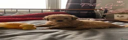 Golden Retriever dogs for sale: 🐾 Golden Retriever Puppies – Raised with Love 🐾 - Advert 22