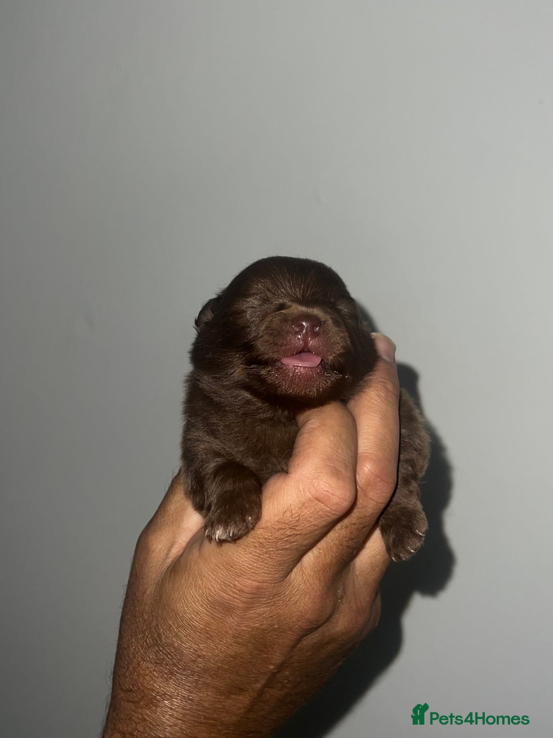 Pomeranian dogs for sale: Pomeranian puppy’s  - Image 13