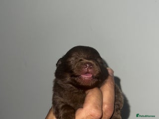 Pomeranian dogs - Advert 2