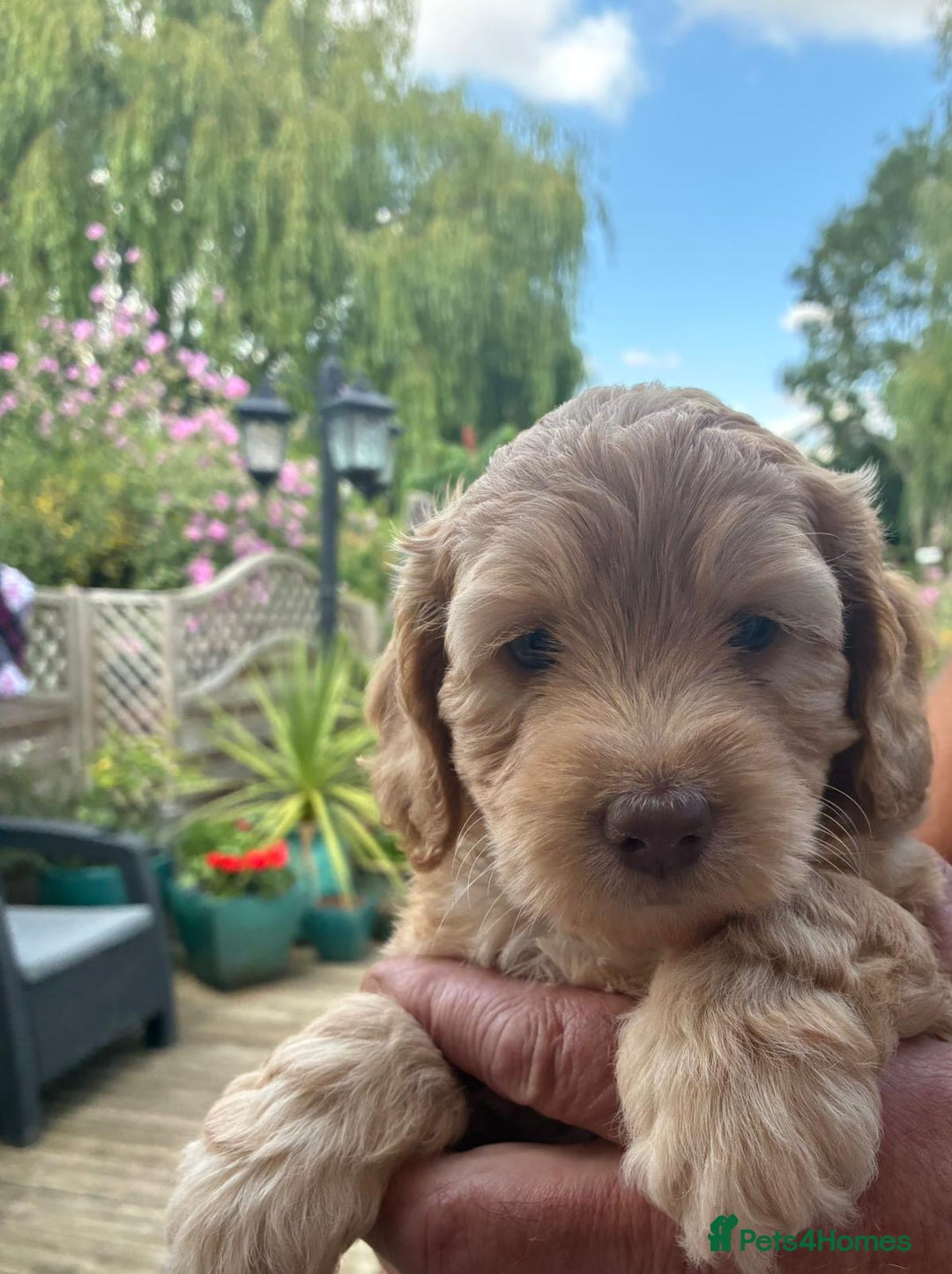 Cockapoo dogs for sale: Cockapoo 1 male 3 girls - Image 4