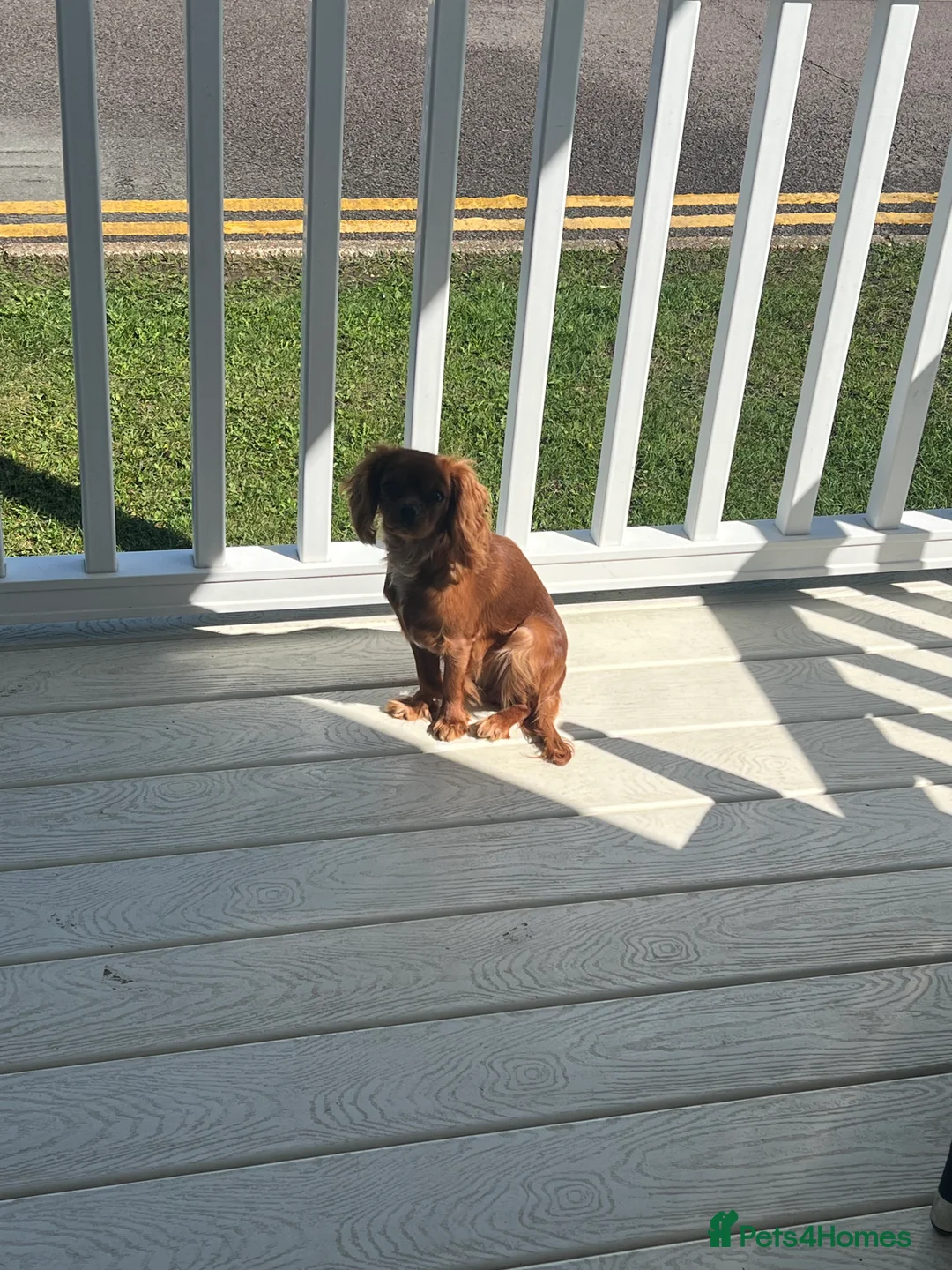 Cavalier King Charles Spaniel dogs for sale: 1-Year-Old Cavalier King Charles Spaniel – Coco in Ashford - Advert 8