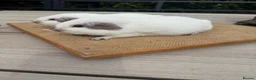 Guinea Pig rodents for sale: Pure bred Californian guinea pigs  - Advert 9