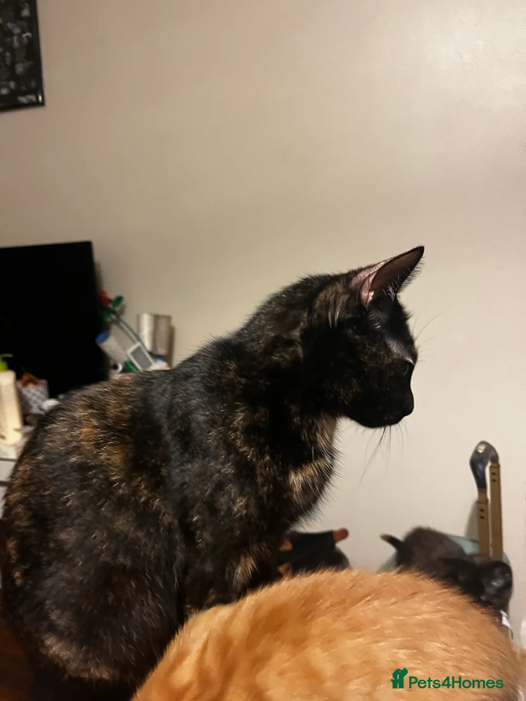 Mixed Breed cats for sale: 🐱 4 Kittens & Their Mum Looking for a Loving Home in Enfield - Advert 2