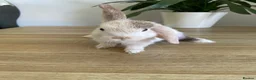 Mini Lop rabbits for sale: Mini lop rabbits - Advert 6