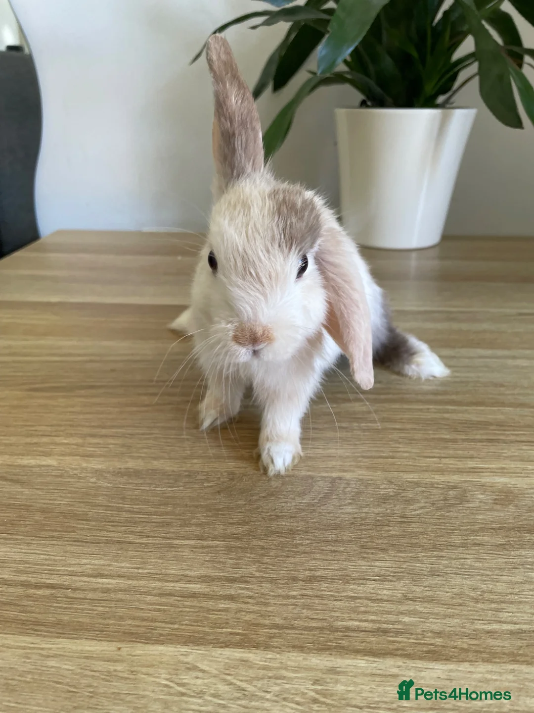 Mini Lop rabbits for sale: Mini lop rabbits - Advert 6