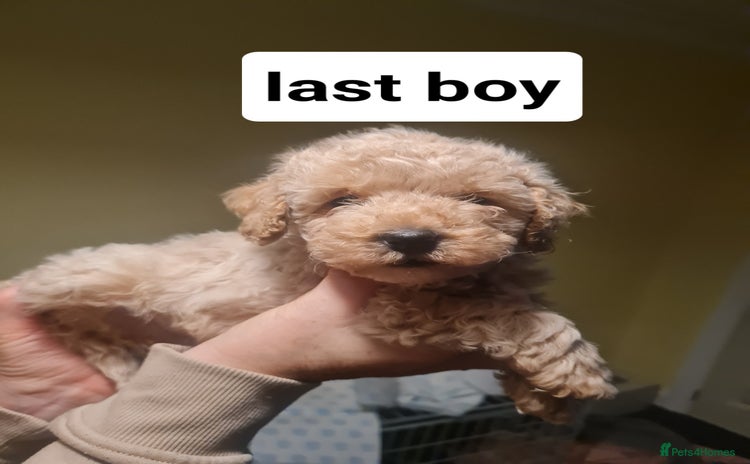 Cavapoo dogs - Advert 5
