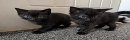 Domestic Shorthair cats for sale: Kittens  - Advert 4
