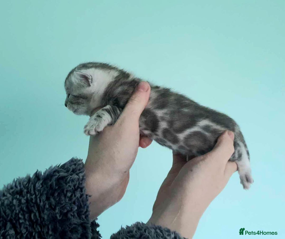 Bengal cats for sale: Snow, Silver & Brown Clouded Top Quality Bengals - Advert 9