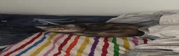 Exotic cats for sale: Anya (female) - Advert 4