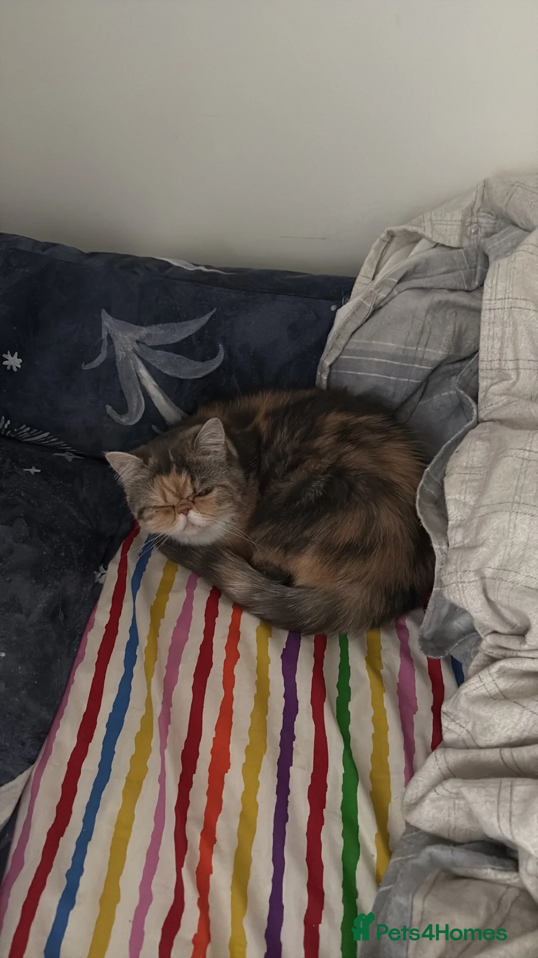 Exotic cats for sale: Anya (female) - Advert 4
