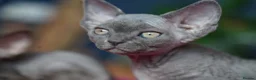 Devon Rex cats for sale: 💙  Blue male Kitten Available 💙 - Advert 11