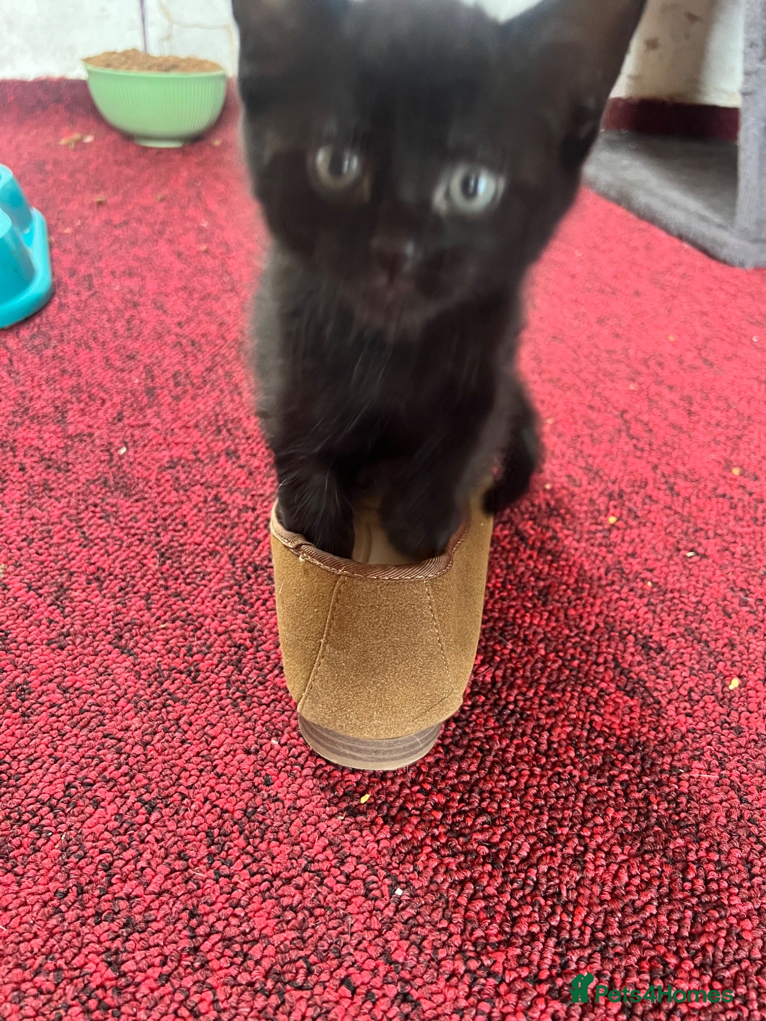 Mixed Breed cats Gorgeous kittens for sale - Advert 22