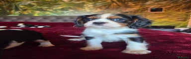 Cavalier King Charles Spaniel Puppy 3