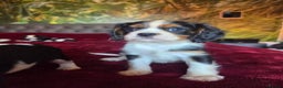 Cavalier King Charles Spaniel dogs for sale: Cavalier King Charles Spaniel Puppies Available - Advert 8