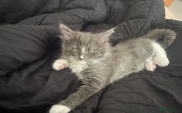 Mixed Breed cats for sale: 4 beautiful kittens for sale  - Image 12
