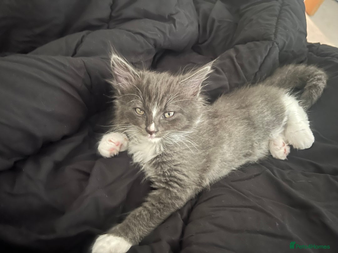 Mixed Breed cats for sale: 4 beautiful kittens for sale  - Image 12