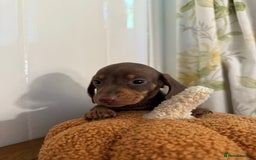 Miniature Dachshund dogs for sale: 3 miniature dachshund  - Image 3
