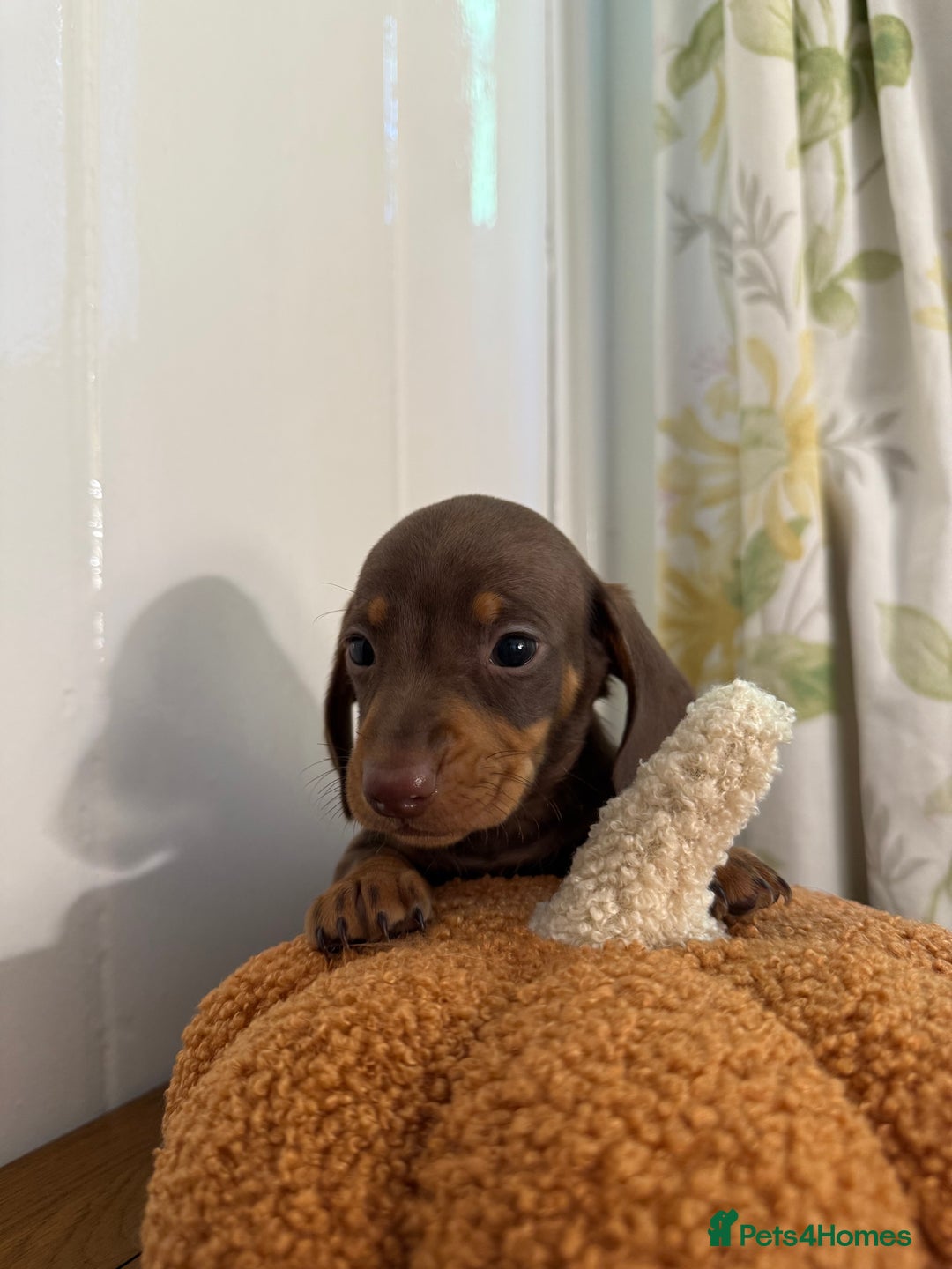 Miniature Dachshund dogs for sale: 3 miniature dachshund  - Image 3