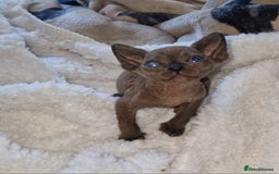 Sphynx cats for sale: Beautiful Canadian Sphynx kittens purebreed  - Image 9