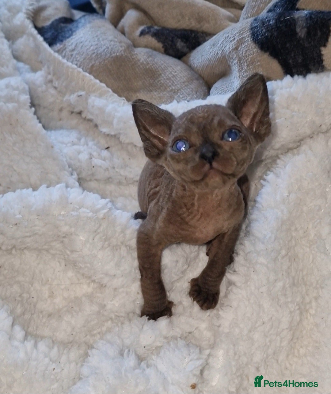 Sphynx cats for sale: Beautiful Canadian Sphynx kittens purebreed  - Image 9