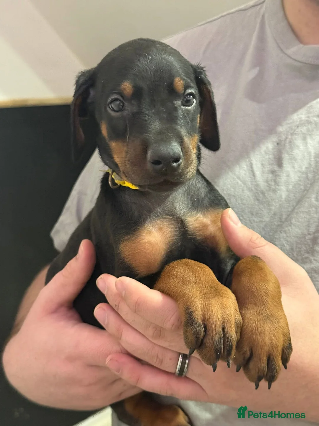 Dobermann dogs for stud: Dobermann Stud KC  - Advert 14