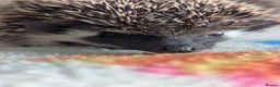 Pygmy Hedgehog rodents for sale: Gorgeous Baby Hoglets/Some Ready Now/ Reserve - Advert 4