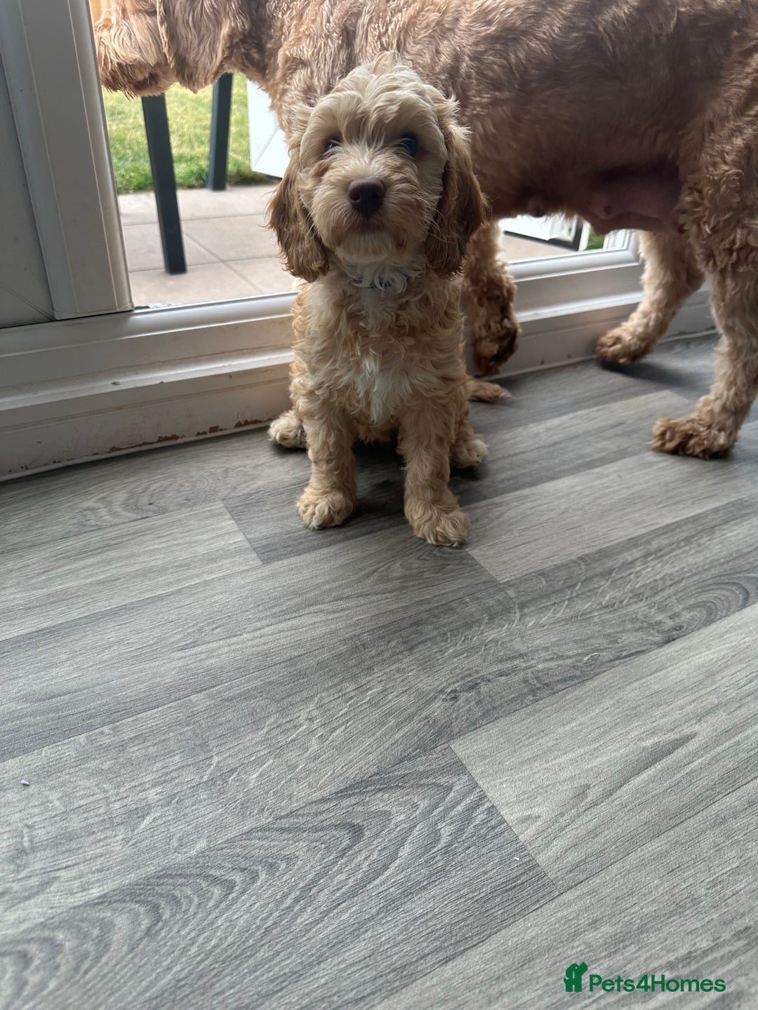 Cockapoo dogs for sale: - 3 Cockapoo Puppies - ! collect today ! Chester - - Image 11
