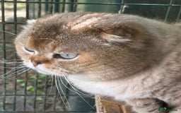 Scottish Fold cats for stud: TICA Registered Scottish fold stud  in Whitchurch - Image 3