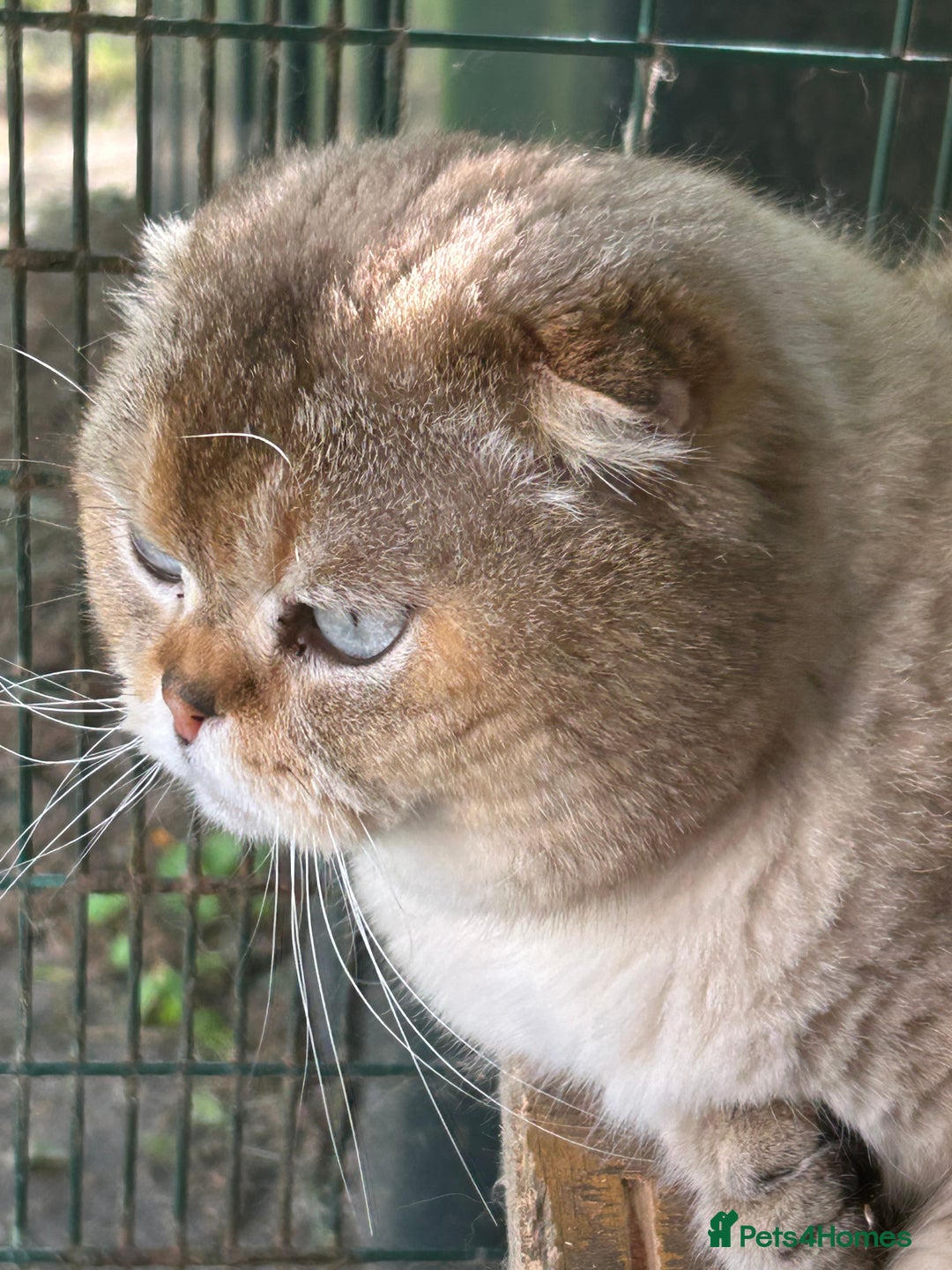 Scottish Fold cats for stud: TICA Registered Scottish fold stud  in Whitchurch - Image 3