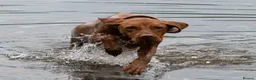 Hungarian Vizsla dogs for sale: KC registered, home-raised litter of vizsla pups in Ellon - Advert 6