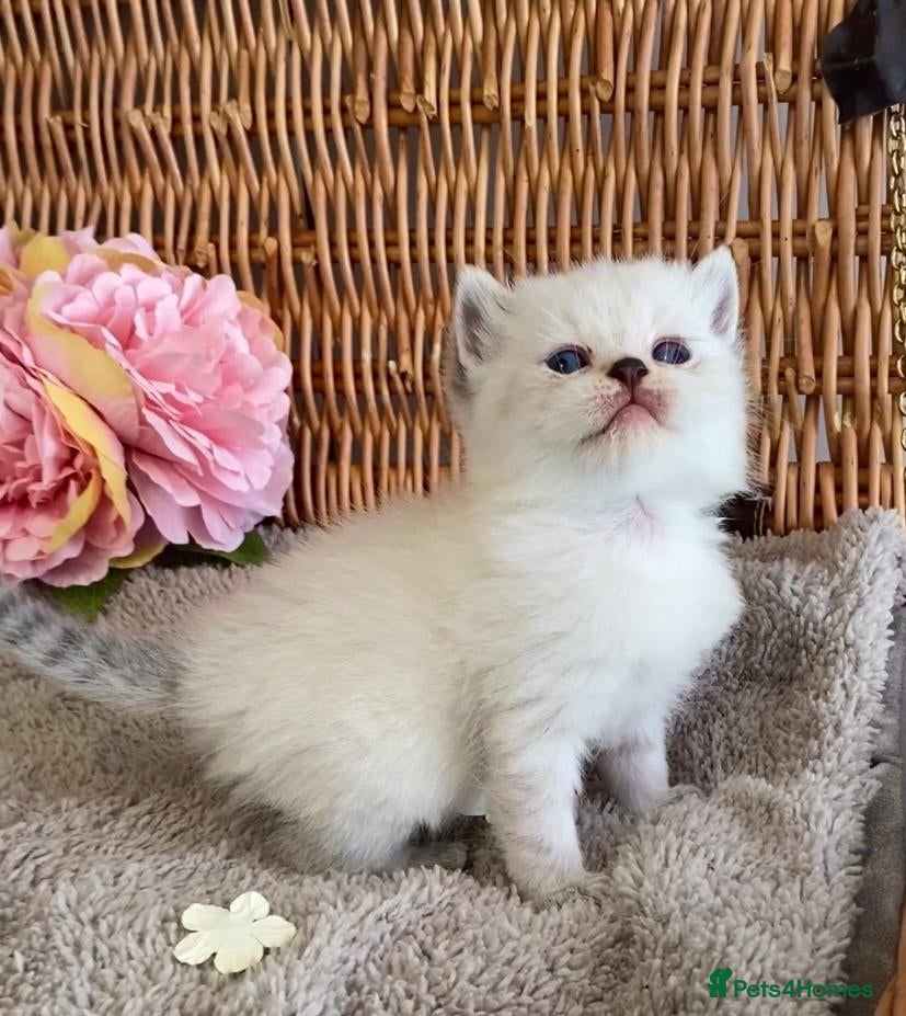 British Shorthair cats RARE SEAL LYNX PURE BRED BSH TEDDY BEARS - Advert 17