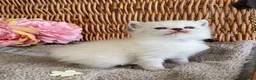 British Shorthair cats for sale: RARE SEAL LYNX PURE BRED BSH TEDDY BEARS - Advert 14