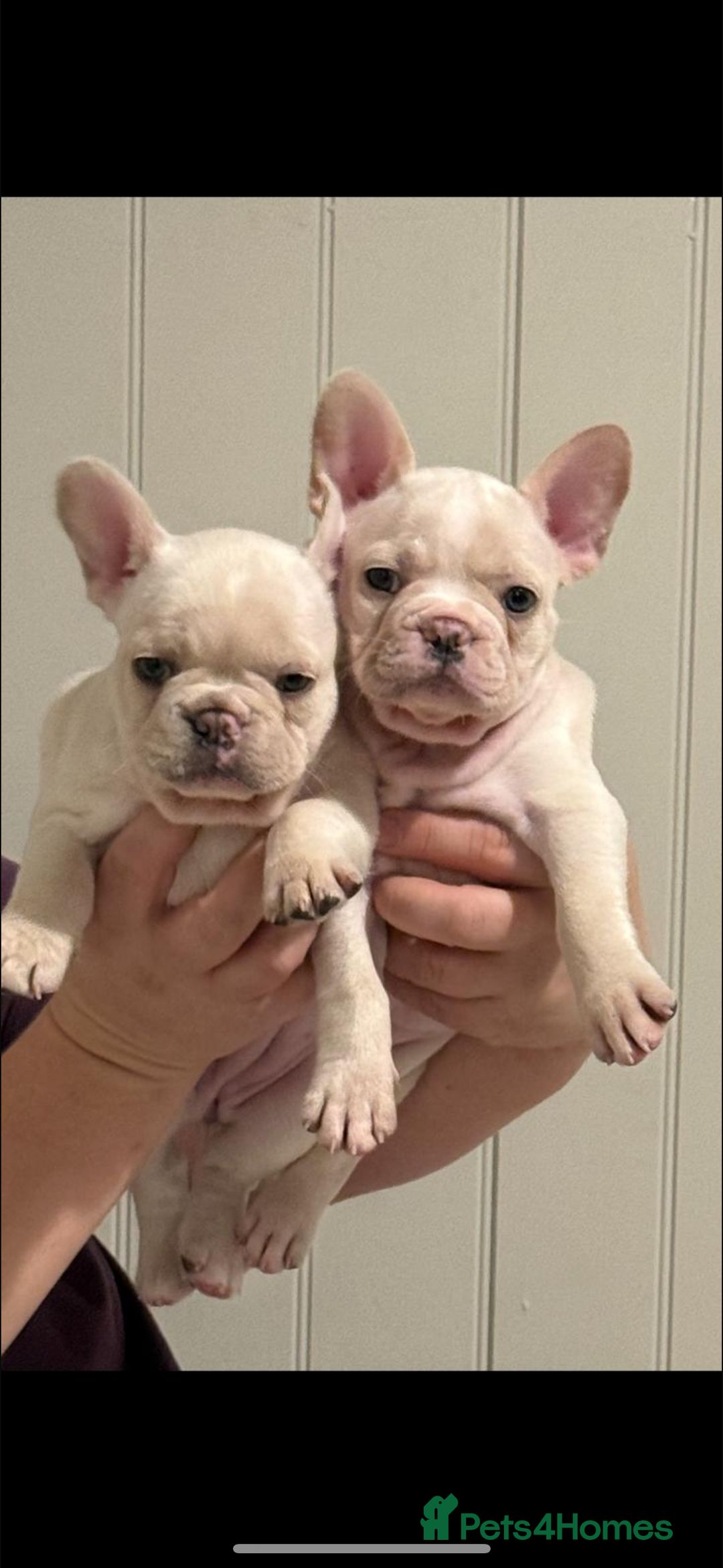French Bulldog dogs for sale: last girl ready to leave now 🐾⚡️ - Advert 27