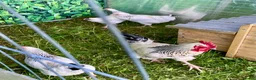 Chickens poultry for sale: Large Fowl Light Sussex Breeding Chicken 5 Birds - Advert 9